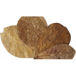 Indian Almond Leaves (RSC)