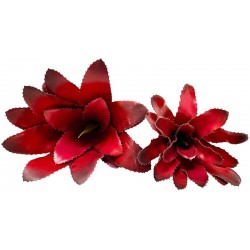 Bromeliad - Fireball - SM (Lugarti)