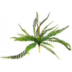 Sword Fern - Polystichum munitum (Lugarti)