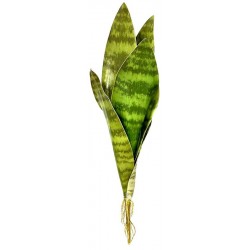 Snake Plant - Zeylanica - LG (Lugarti)