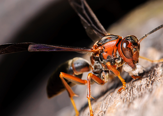 Red Wasps