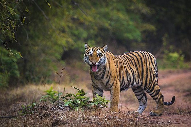 Pench National Park