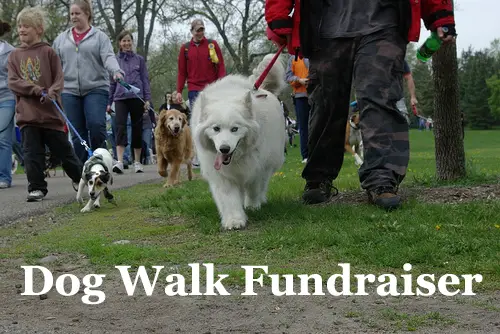 Dog Walk Fundraiser! Learn how to run one effectively!  (Photo by Andrew Ciscel / Flickr)