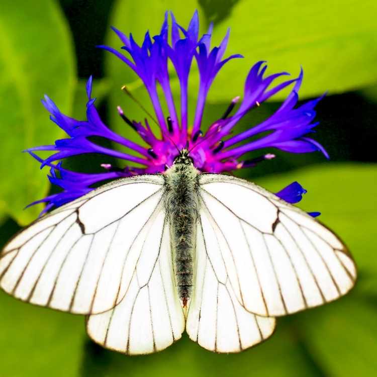 white-butterfly meaning