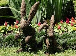 Peacock Topiary - image SmallBunnyTopiary on https://www.riveroaksplanthouse.com