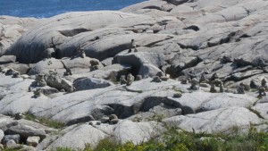 Peggys Cove inukshuks