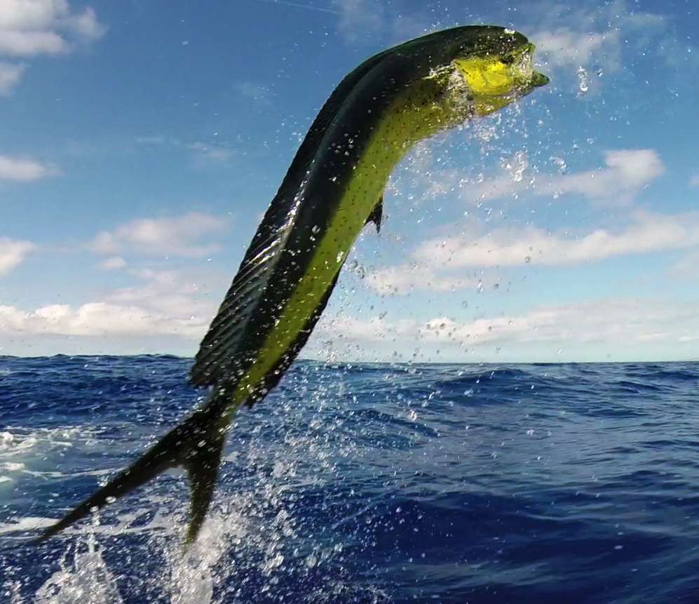 Dorade coryphène en plein saut - Rod Fishing Club