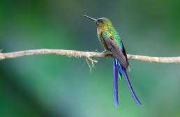 Violet-tailed Sylph (Aglaiocercus coelestis)