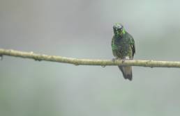 Buff-tailed Coronet (Boissonneaua flavescens)