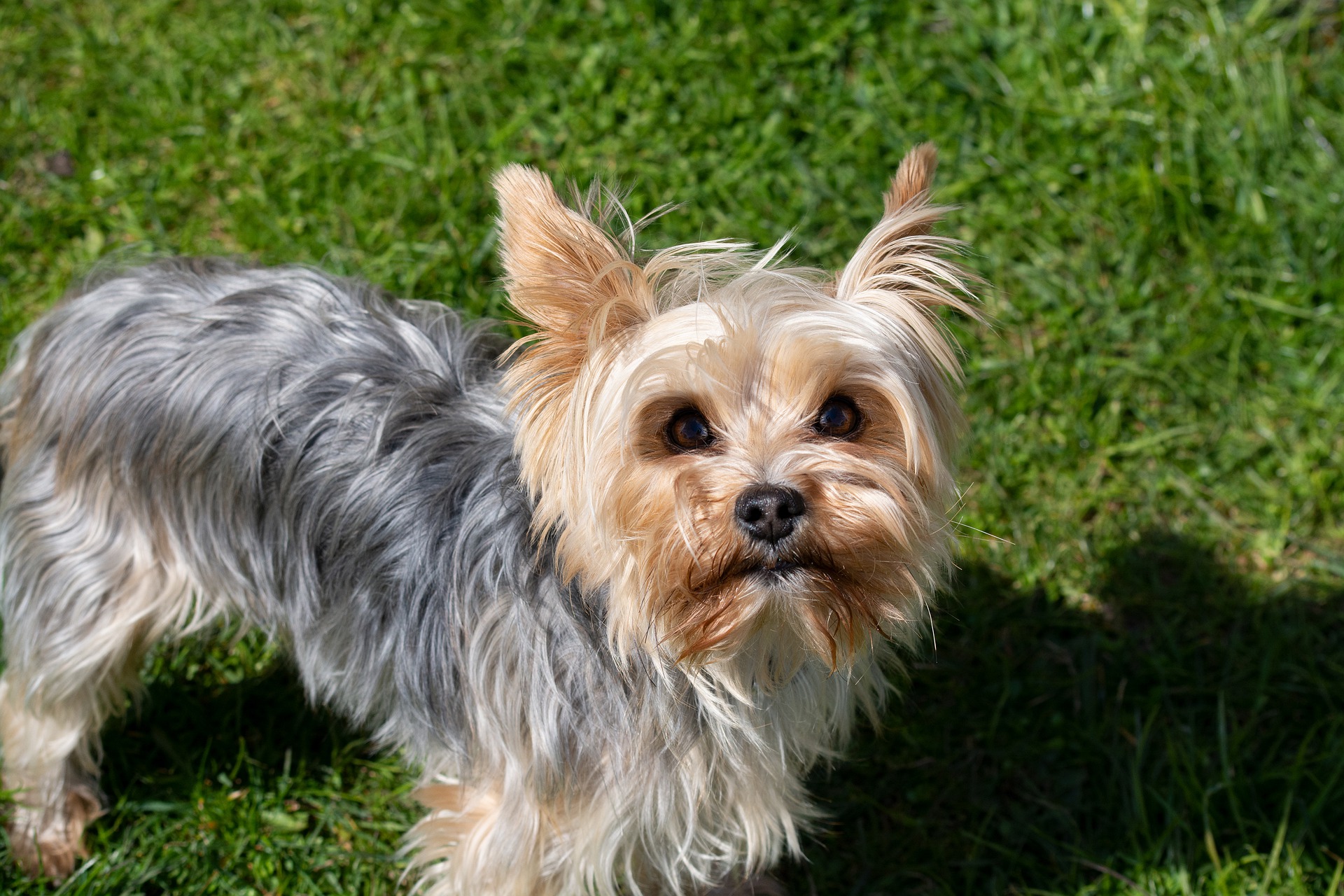 Yorkshire Terrier Dog Breed Facts Information The Dog People By Rover Com