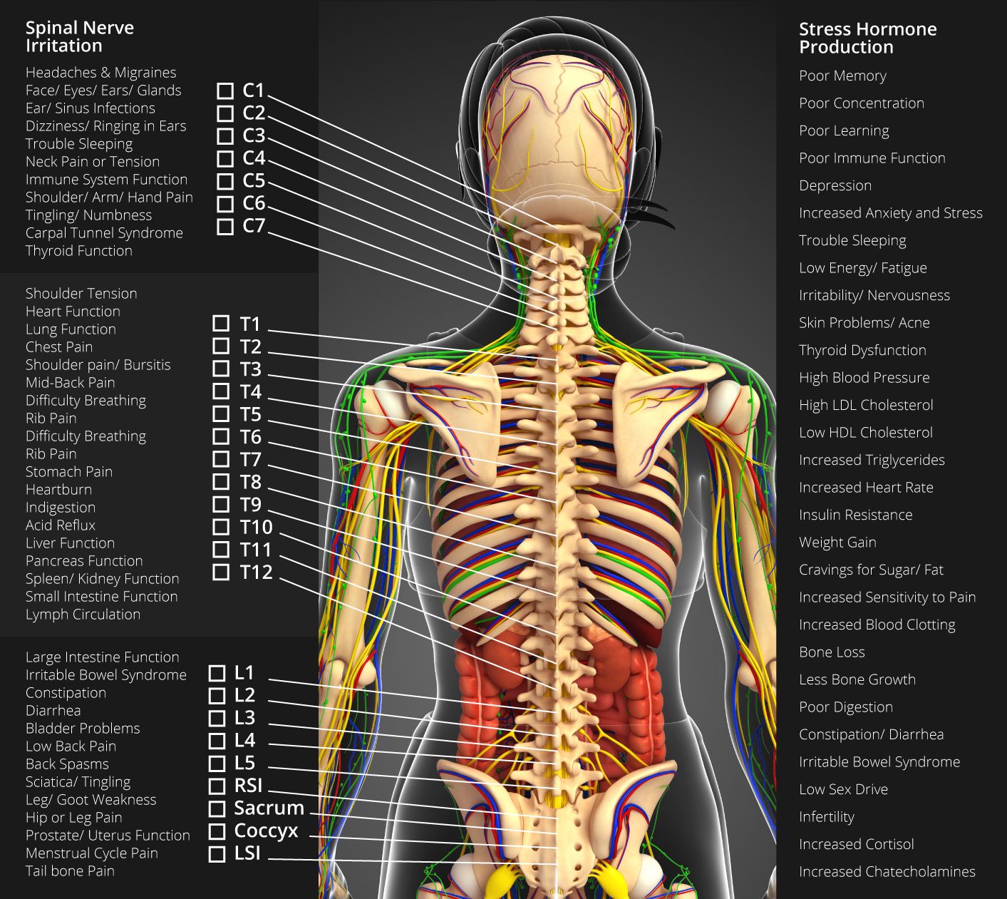 Nervous System Chart | Chiropractors Ogden Utah