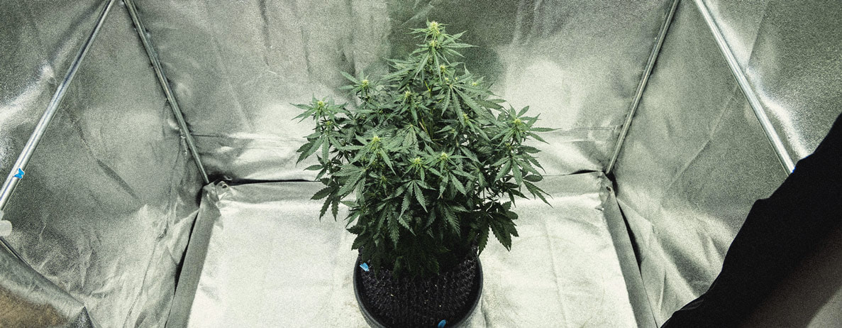 Learn How To Grow Autoflowers: Week-By-Week Guide