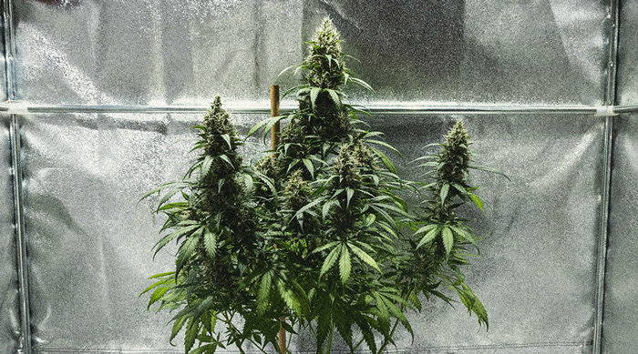 Learn How To Grow Autoflowers: Week-By-Week Guide