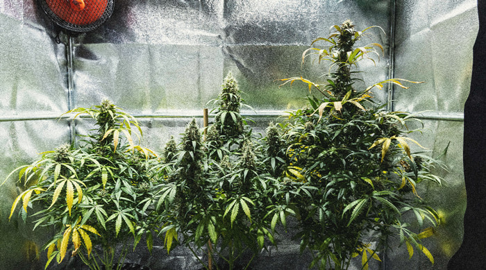 Learn How To Grow Autoflowers: Week-By-Week Guide