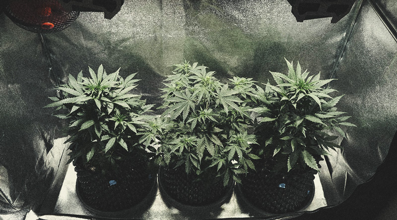 Learn How To Grow Autoflowers: Week-By-Week Guide