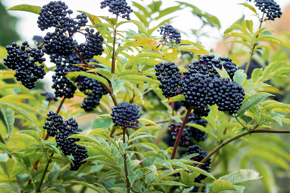 Elderberry