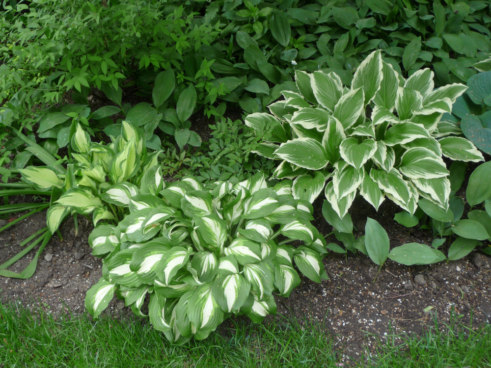 Hosta plants