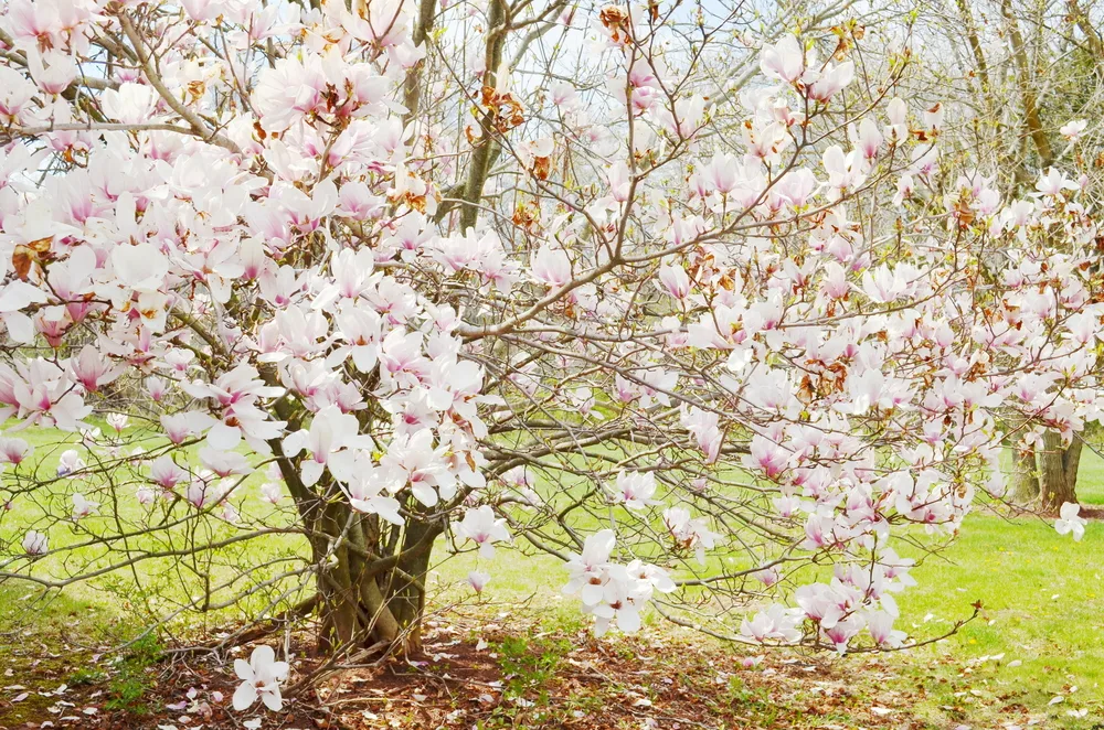 Magnolia tree