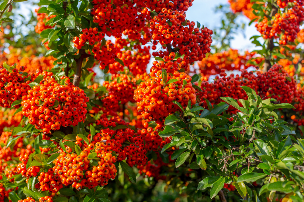 Pyracantha