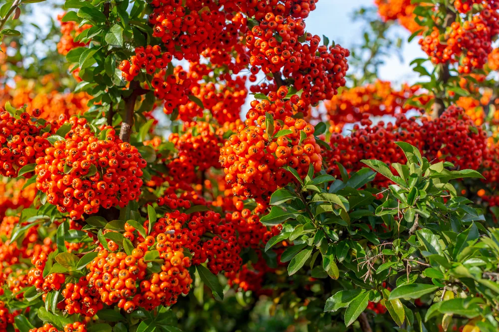 Pyracantha