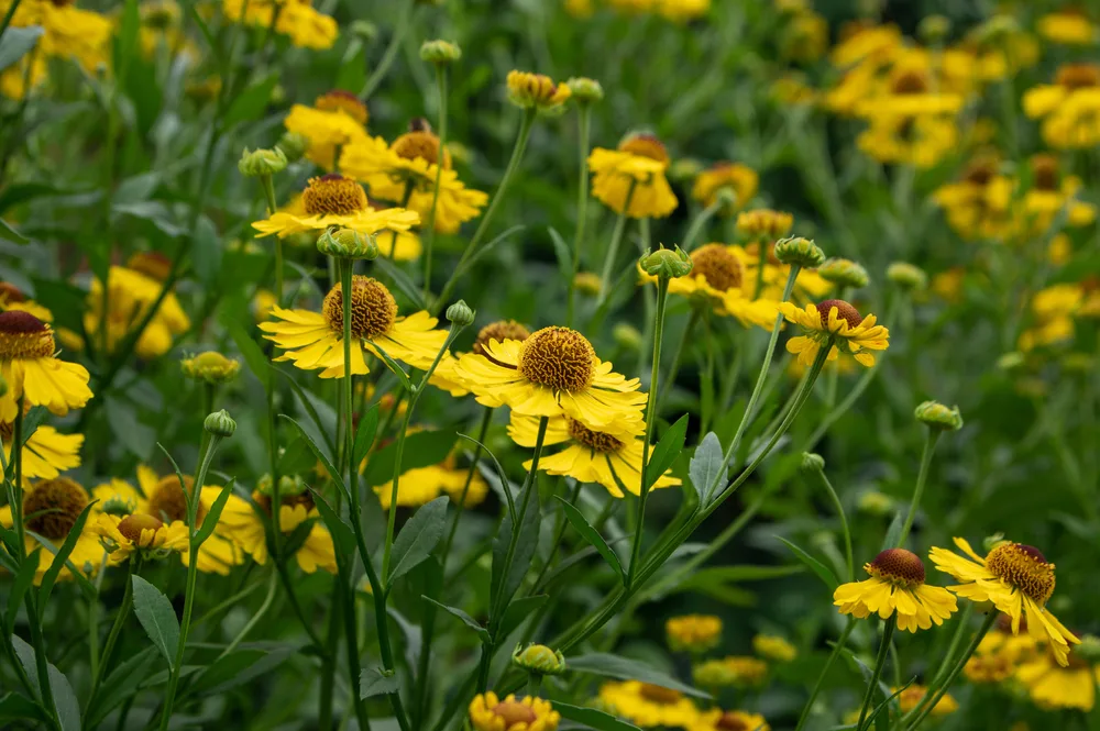 Helenium