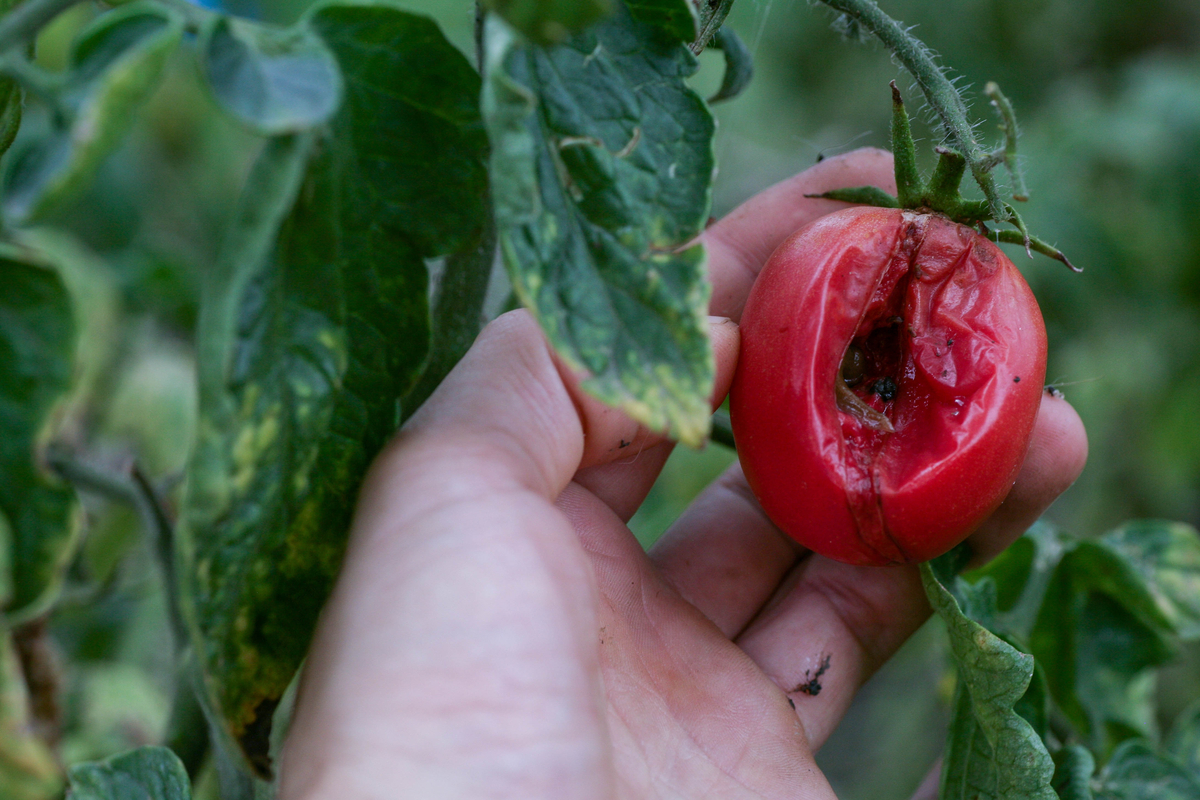 Hand holding rotten tomato