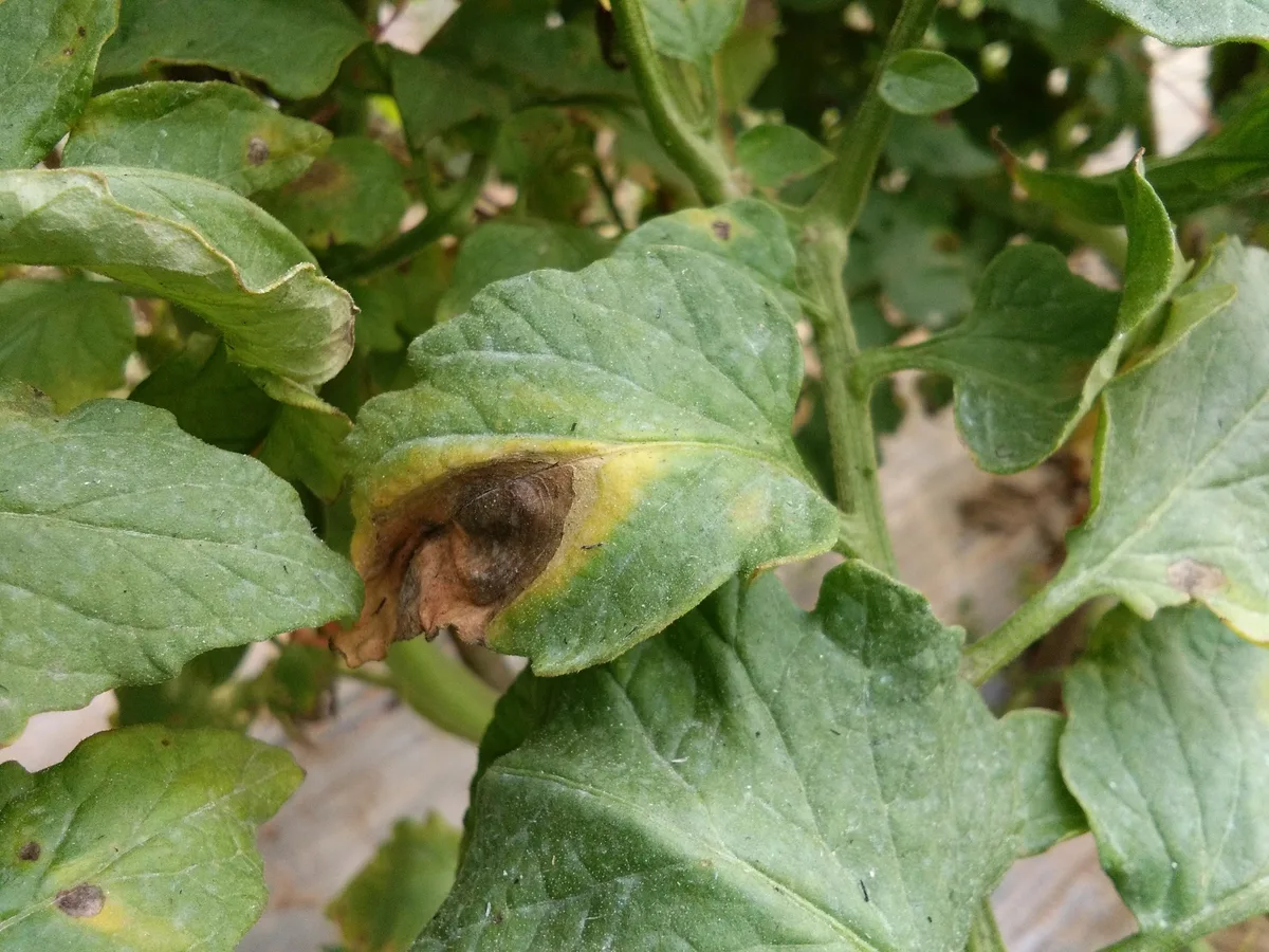 Tomatoes with the unmistakable rings of blight on the leaves. 