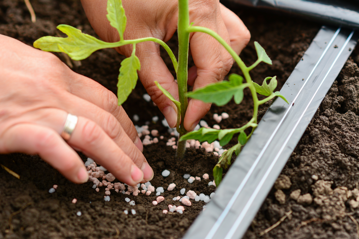 Tomato plants amended with calcium nitrate fertilizer