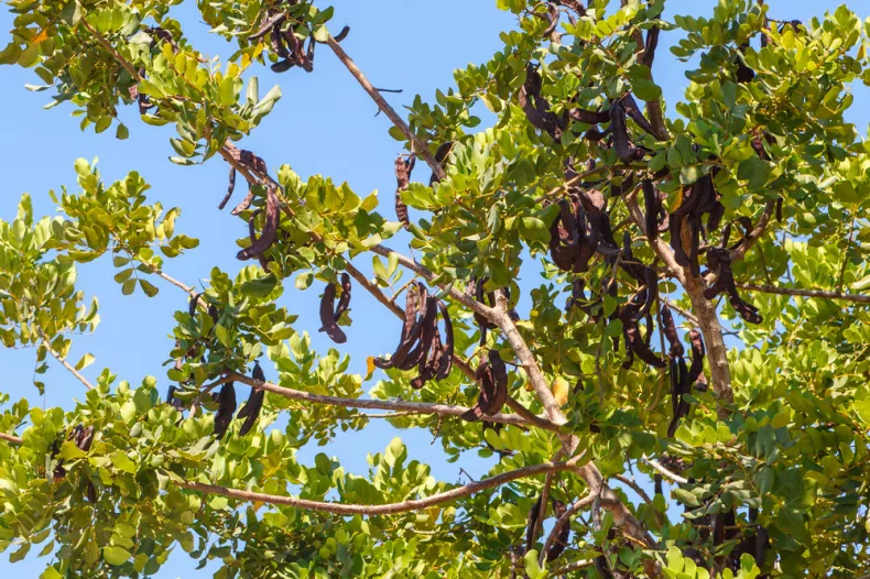 Caroubier (Ceratonia siliqua )