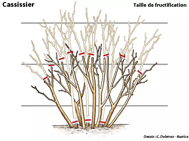 Après 3 ans de culture, tailler quelques vieilles branches. Rabattre d'un tiers si le cassissier ne produit pas de pousses à la base. - C. Delétraz