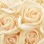 white rose red roses wallpapers for iphone 5, hq backgrounds | hd