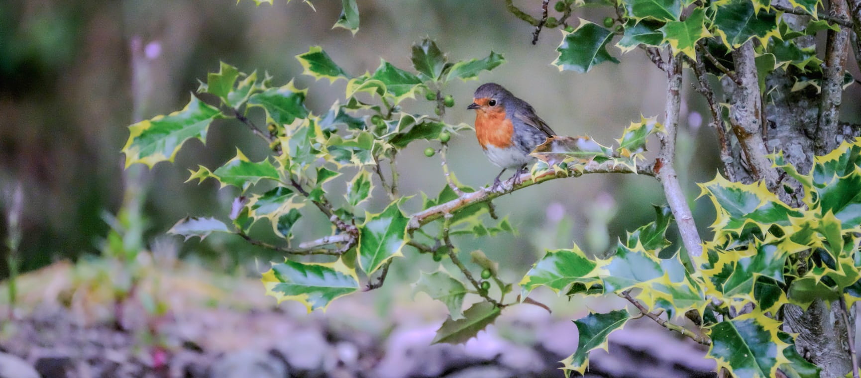 A red-breasted robing sitting on a holly branch in winter