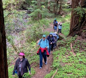 A line of middle-aged hikers follow a path through a redwood grove