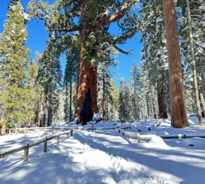 A large giant sequoia is surrounded by a wooden fence along a snowy path