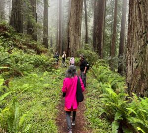 Woman in a pink jacket walks down a fern-lined hiking trail in a misty redwood forest