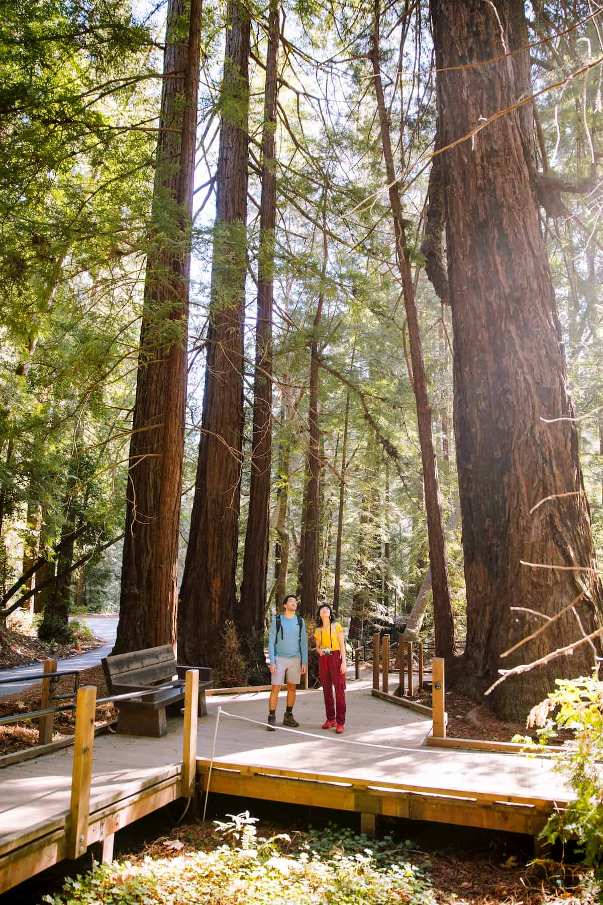 Redwoods State Park Big Sur