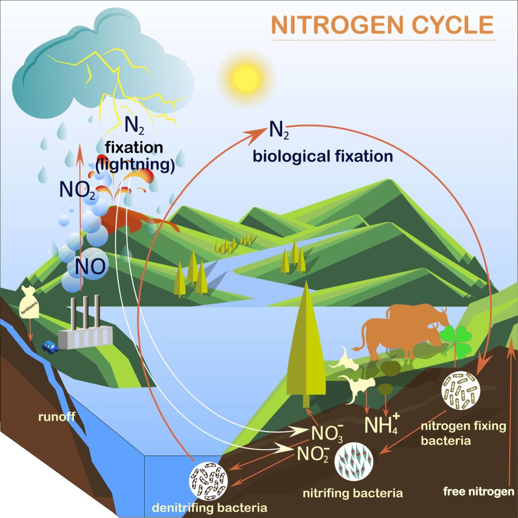 How Do Consumers Obtain Nitrogen