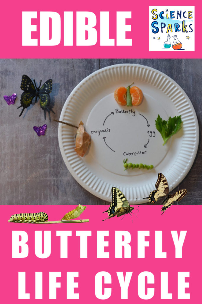 Easy edible butterfly life cycle activity. Create an edible model of the lifecycle of a butterfly using fruit/vegetables or sweets #scienceforkids #biologyforkids #butterflylifecycle