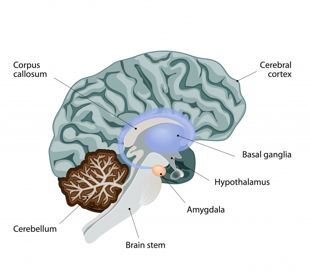 amygdala,hippocampus - 伤感说说吧