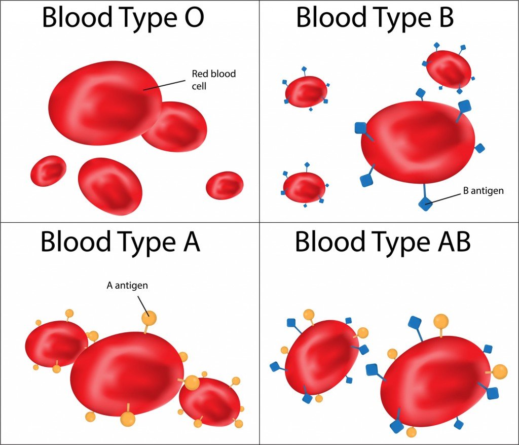 [DIAGRAM] Diagram Of Blood Types - MYDIAGRAM.ONLINE