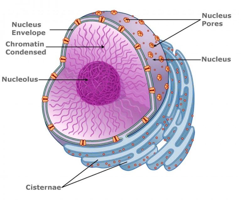 Nucleolus Location And Function