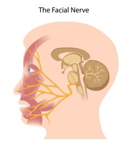 What are cranial nerves? How many cranial nerves are there?