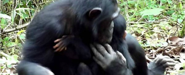 For the first time, chimpanzees have been observed caring for a disabled infant