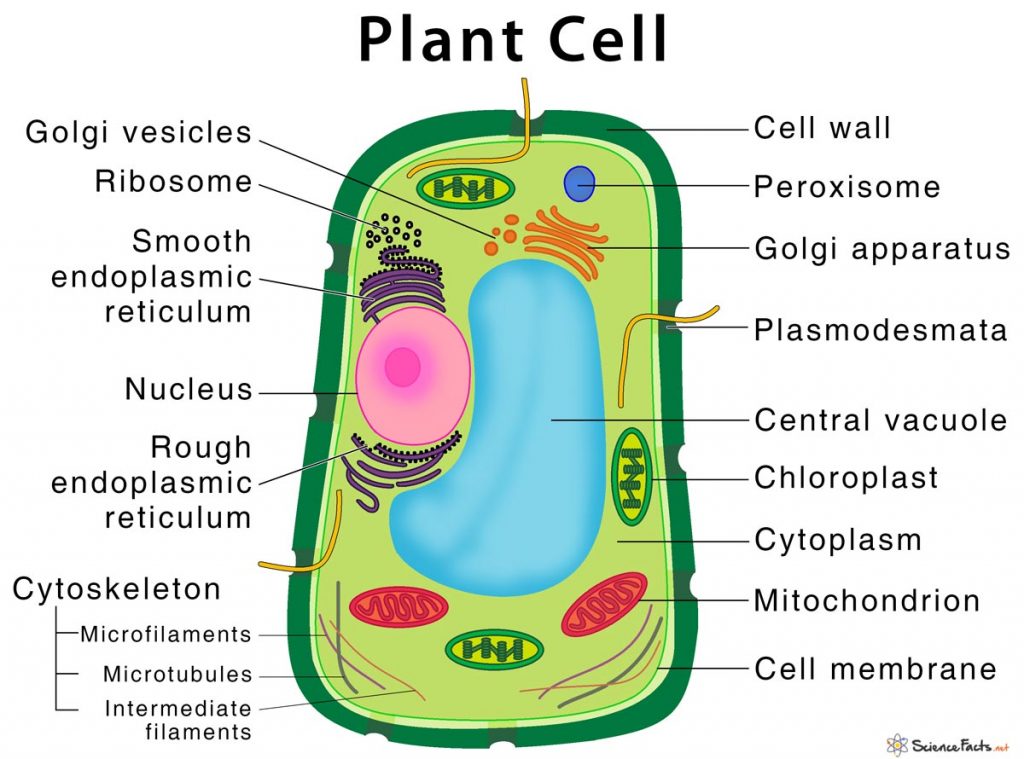 Micropropagation - Definition, Steps, Advantages, and Diagram