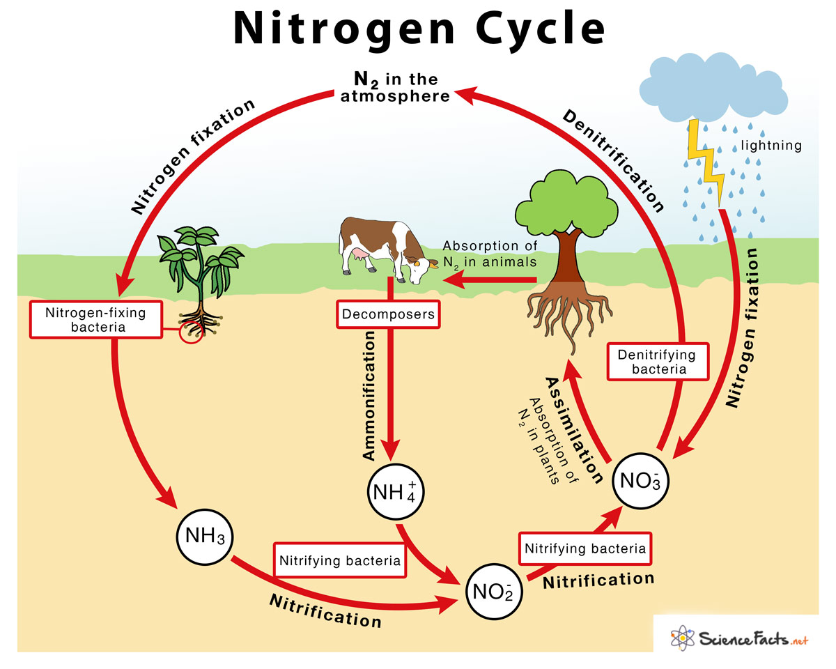 [DIAGRAM] Liquid Nitrogen Diagram - MYDIAGRAM.ONLINE