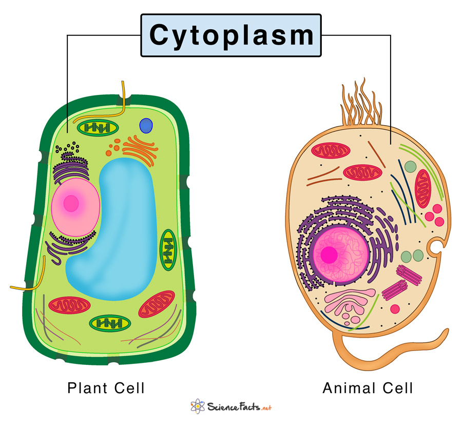 Plant Cell Membrane Diagram