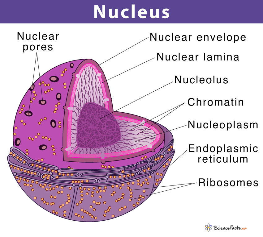 What Is The Purpose Of The Nucleus In A Plant Cell - Printable ...