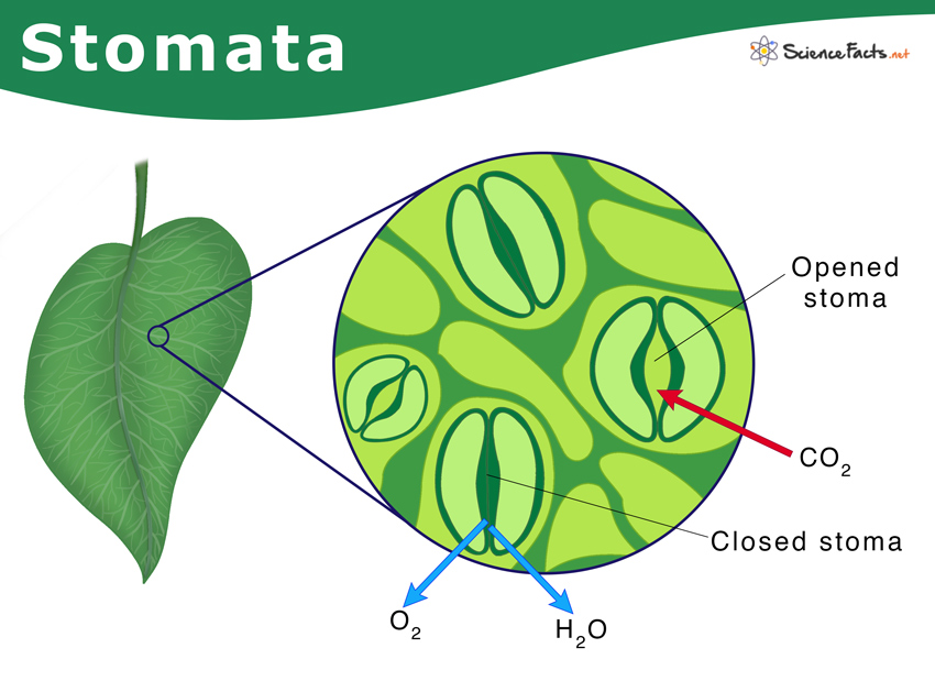 Tipe Tipe Stomata Tipe Tipe Stomata - Riset