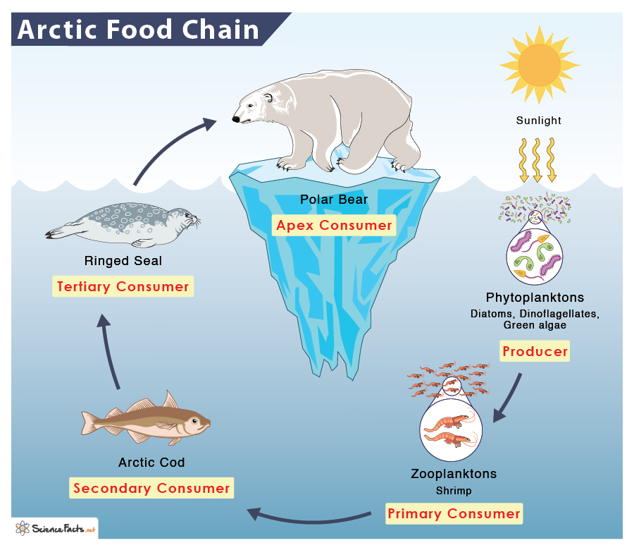 Aggregate 137+ food chain drawing best - hungthinhcorrp.com.vn