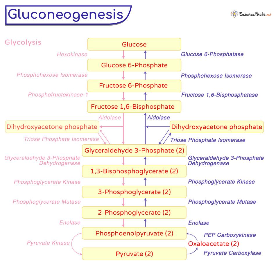 Gluconeogenesis Simple Pathway